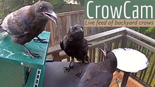 CrowCam live webcam