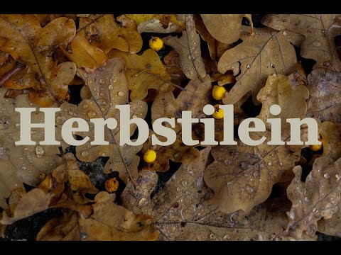 Außergewöhnliche Ideen für Herbst Fotos/ самые крутые идеи осенней фотосессии