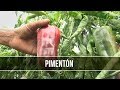 Como se Desarrolla la Produccion del Pimenton - TvAgro por Juan Gonzalo Angel