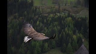 Alan Parsons Project - The Eagle Will Rise Again w/lyrics