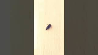 Download lagu Click Beetle Produces Click Sound | #shorts mp3