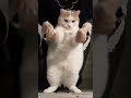 Fat Cat Dance Cat Funny Dance That Smile Your Day Funnydance Funny Catdance Catfunny Video