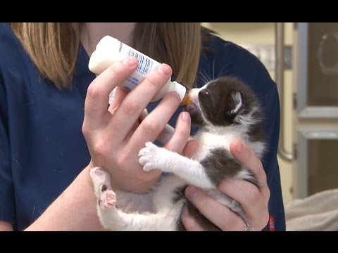 Bottle Feeding Kittens - YouTube