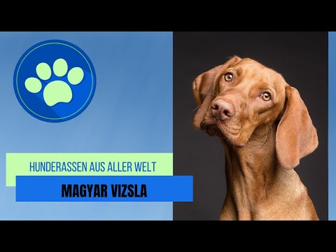 Magyar Vizsla
