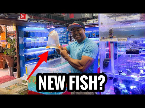 When Can I Add Fish to My New Aquarium?