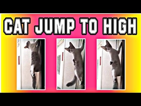 cat jump too high #shorts