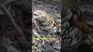 Download lagu Burung anis sisik #aviary #burungdialamliar #burungliar #burungnesia #burung mp3 Download lagu Burung anis sisik #aviary #burungdialamliar #burungliar #burungnesia #burung mp3