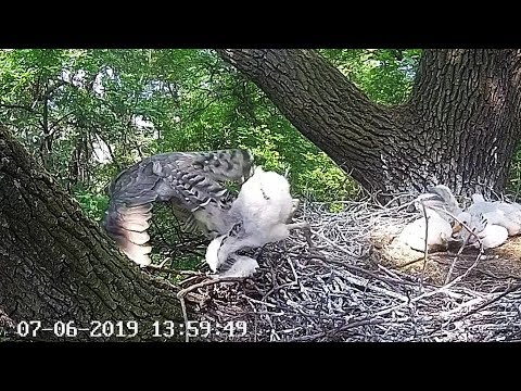 Poland DaB~A Goshawk caught a storklet-SLOMO~13:59 2019/06/07