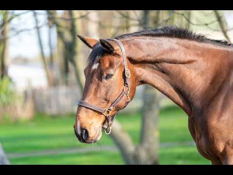 Locano vd Merelhoeve (COPITOL C x BALTHAZAR VD ROSHOEVE) - Video 10 video thumbnail