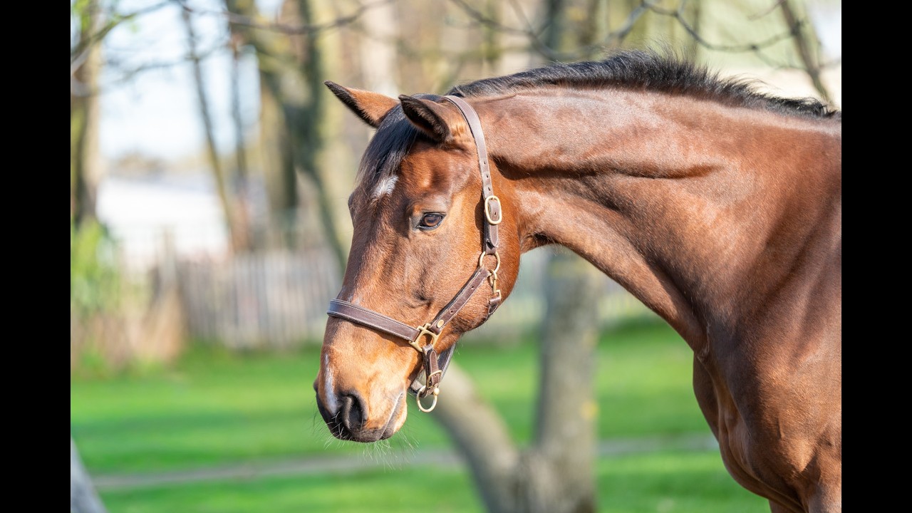 Locano vd Merelhoeve (COPITOL C x BALTHAZAR VD ROSHOEVE) video 2