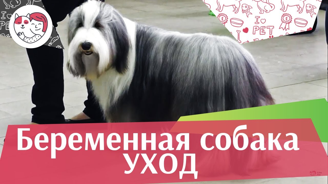 4 правила ухода за беременной собакой на ilikpet