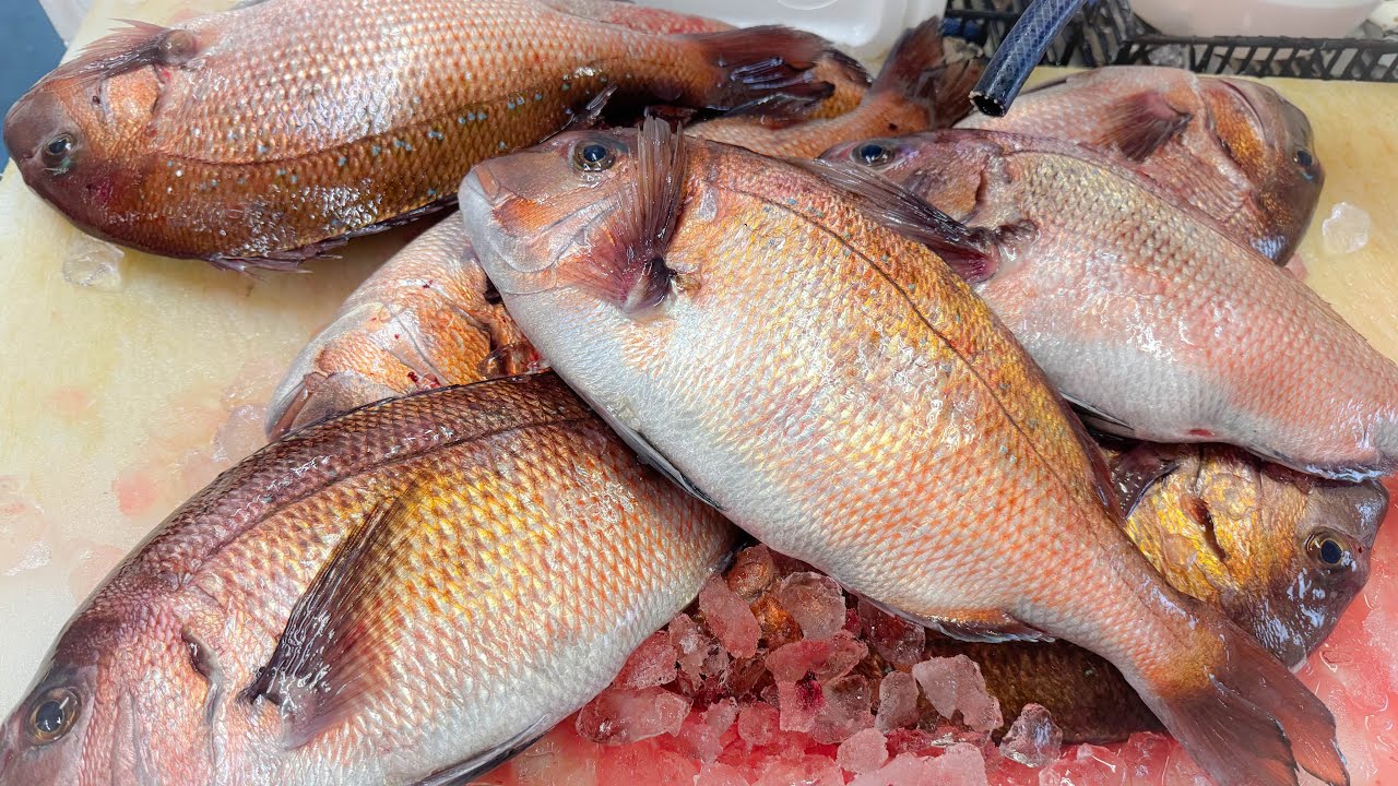 Usual work scene How to filet Red Sea Bream [How to handle] Easy