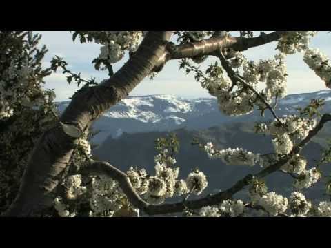 How Maraschino Cherries Are Made - Small Screen
