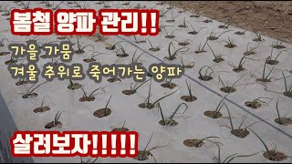 양파!!! 가을에 가뭄으로 고생해 겨울에는 추워서 고생해.... 양파 봄 관리에 신경써서 살려보자!!!…