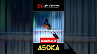 Download lagu sahabat kicau, by arie rembang murba ASOKA tembakan mewah #kicaumania #murai #burungmuraiindonesia mp3 Download lagu sahabat kicau, by arie rembang murba ASOKA tembakan mewah #kicaumania #murai #burungmuraiindonesia mp3