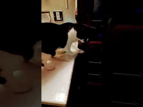 Mono #catlovers #cats #catshorts #catlover #catvideos #mono