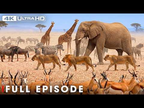 A Journey Across Africa: Giants of the Savannah | Nature Animal Documentary