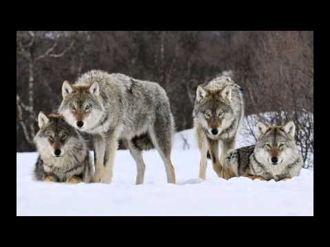 Zuriko Kokliani   Umaglesi Skola feat   Trigonometry