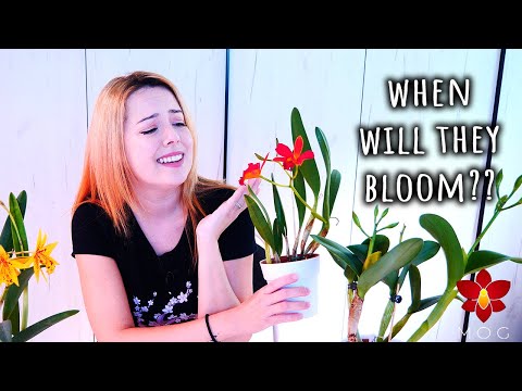 When will your Cattleya Orchid sheath make buds? - All you need to know