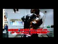 Show Dogs UK TV Spot
