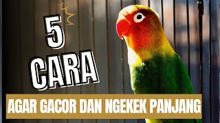 Download lagu 5 Cara Mudah Melatih LOVEBIRD GACOR dan NGEKEK PANJANG mp3