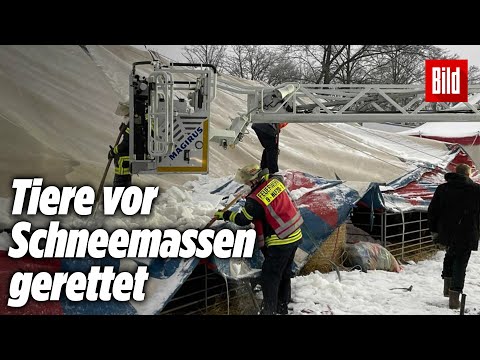 Schnee-Chaos in NRW: „Unser Tierzelt ist eingebrochen“