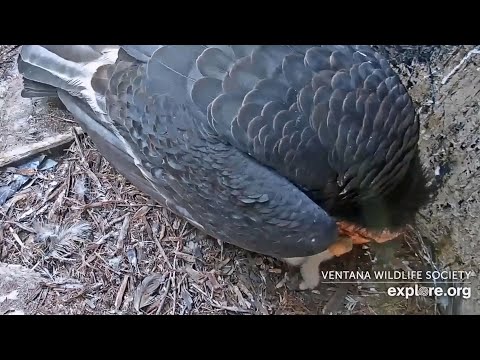 2020-04-29 Big Sur🐥California Condor Chick Day#5🌞Lunch Time!🍴Redwood Queen Feeds Her Chick