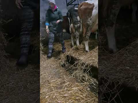 Dojenie krow, dojarka przewodowa ,codzienny obowiązek z gospodarstwa :)