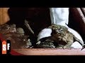 Frogs 1972 Official Trailer HD