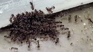 Watch video: Doctors Office Infested with Ants in Edison,...