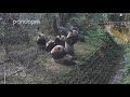 Pandas standing up to get their snacks