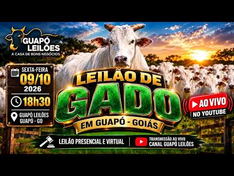 GUAPÓ LEILÕES – LEILÃO DE GADO – GUAPÓ, GOIÁS – 🐂 09/10/2026