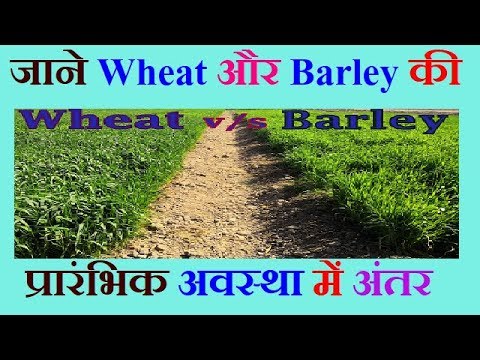download lagu mp3 mp4 Whats The Difference Between Wheat And Barley, download lagu Whats The Difference Between Wheat And Barley gratis, unduh video klip Whats The Difference Between Wheat And Barley