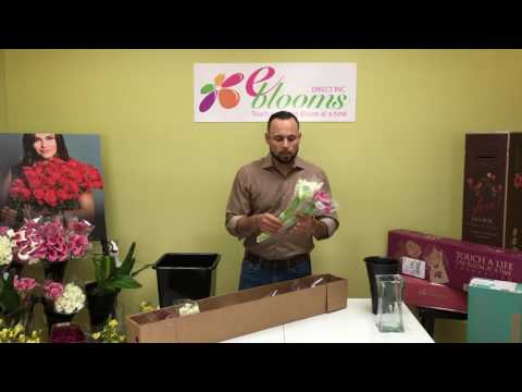 Mini Calla Care and Handling Tutorial - EbloomsDirect