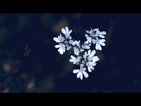 Moć Ljubavi: Marina i Neno 21.03.2021.