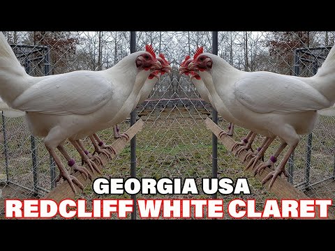 Beautiful White Birds Claret Red Cliff Farm Georgia - Farm Visit