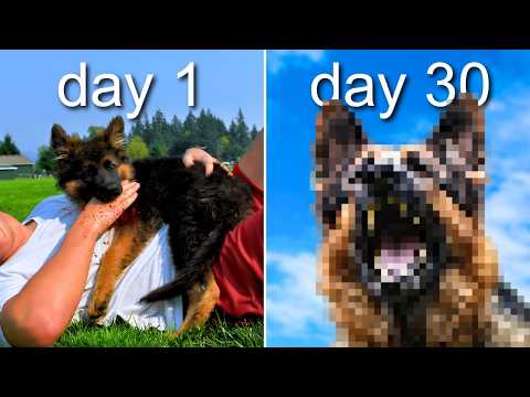 I Trained A Dog With NO Experience