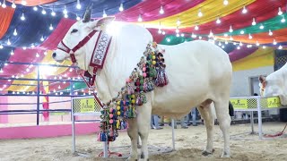 SUNDARI LAST RIDE || PATHAN CATTLE FARM 2023 || HOMECOMING || Kolkata Cow 2023