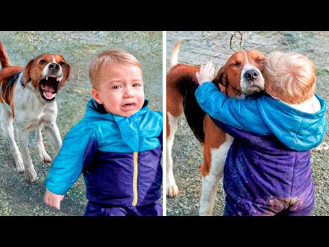 These Dogs Reunite With Their Owners After Years!