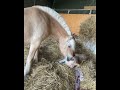 Lizzyshorses The Fjord Horse Mare Gives Birth You Get To See The Whole Birth