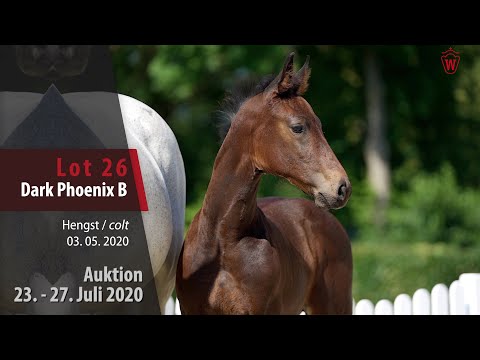 Westf. Online Auktion 23. - 27. Juli: Lot 26 Dark Phoenix B HF v. Diamant De Casall-Cornet Obolensky