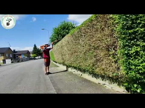 Edens Gröna Trädgårdssrvice, Häckklippning.