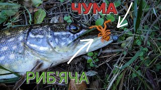 Осіння риболовля на річці Уж — рибалка показав улов