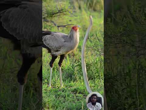Secretary Bird vs Snake | Master Hunter of Venomous Prey
