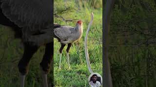 Secretary Bird vs Snake | Master Hunter of Venomous Prey