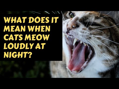 What Does It Mean When Cats Meow Loud At Night and  Why Does My Cat Meow At Me Top Video.