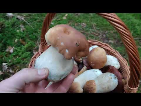 Wrześniowe zbiory🍄pełne kosze grzybów powiat łaski...