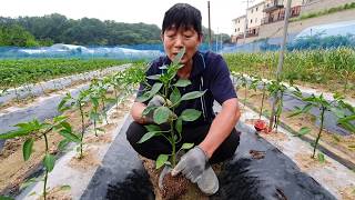 고추농사 중요한 젓순제거와 추비주는 방법
