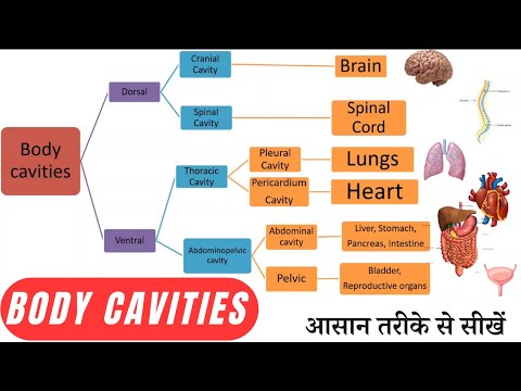 Body Cavities || Anatomy and Physiology || Hindi