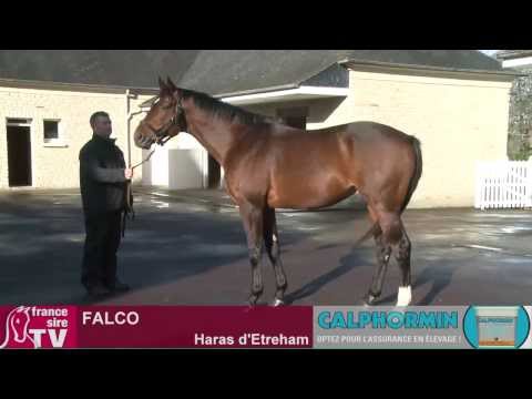 RDE 2014 - Falco - Haras d'Etreham